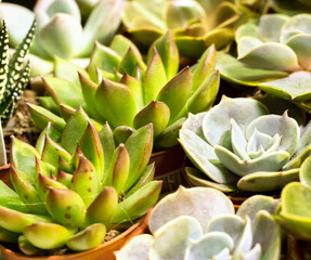 echeveria, succulent plants. Small garden with miniature Succulent. Home indoor plants - 368221258