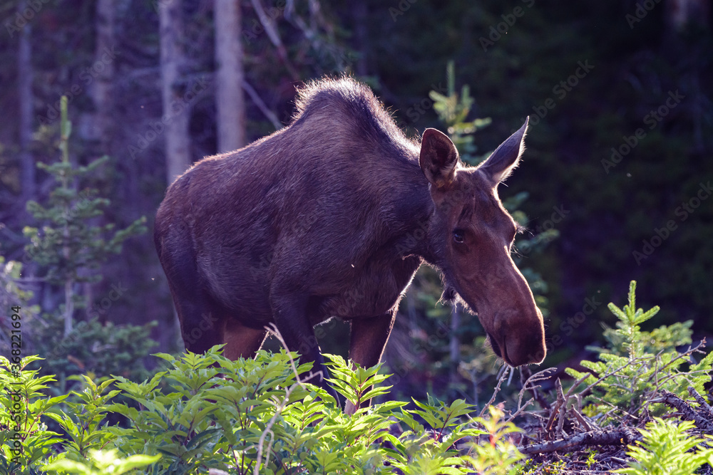 Wall mural moose in the colorado rocky mountains. cow moose in morning light