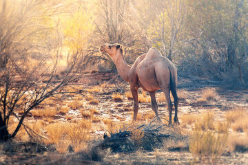 lonely camel in the australian outback