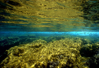 Fototapeta na wymiar underwater coral reef fish ocean caribbean sea Venezuela