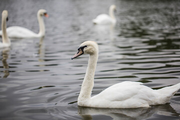 swans on the lake
