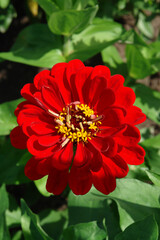 Bright red flower of zinnia elegans (common zinnia; youth-and-age; elegant zinnia) in the garden,...