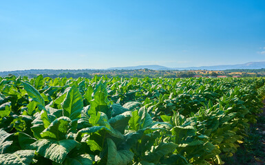 Fototapeta na wymiar Tobacco plant cultivation field with large black tobacco leaves