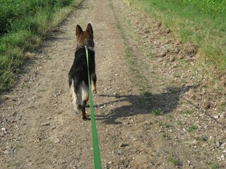 Deutscher Schäferhund beim Morgenspaziergang lange flexi Leine