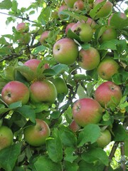 Apfelbaum biegt sich vor lauter vielen Äpfel, Äste biegen sich