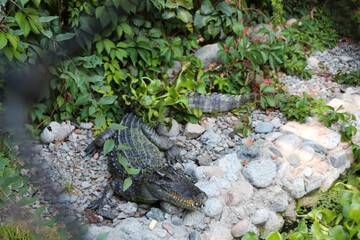 alligator in the grass