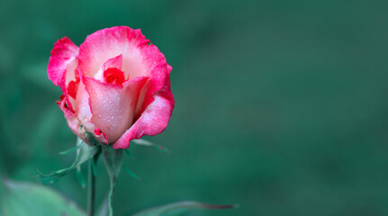 Pink white rose isolated on green background