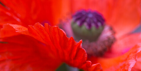 Close Up shot of a large red poppy flower.