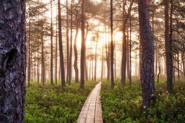 Summery hiking trail through a bog in the morning foggy sunrise in Soomaa National Park, Estonian nature, Northern Europe