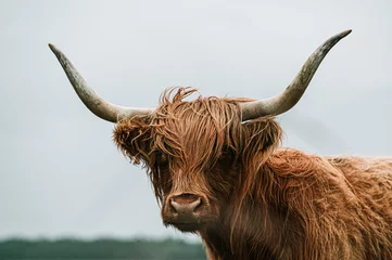 Zelfklevend Fotobehang Schotse hooglander schotse hooglandkoe