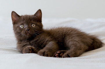 Fototapeta na wymiar Cute dark chocolate british shorthair kitten. Selective focus