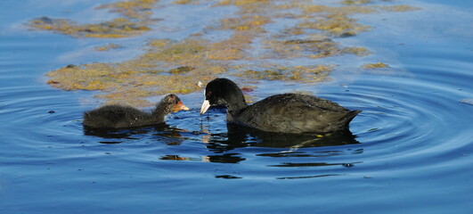 Coots in the water