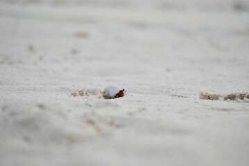 ヤドカリ（モルディブ）