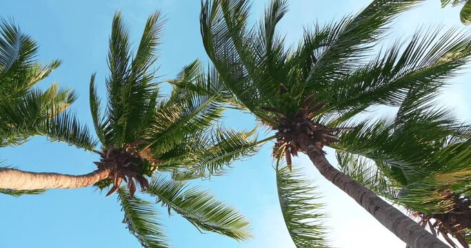 Look up of Coconut tree fronds blowing in the wind with blue sky background.