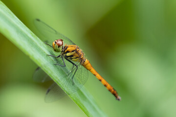 黄色いトンボのアップ