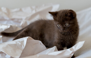 Cute chocolate british shorthair kitten plays in decor paper. Selective soft focus.