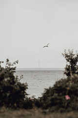 seagulls on the sea