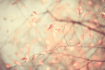 branches leaves yellow background / abstract seasonal background falling leaves beautiful photo