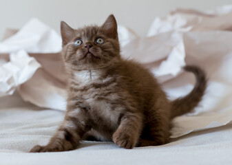 Cute chocolate british shorthair kitten plays in decor paper. Selective soft focus.
