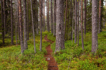 A small hiking trail path through an old pine grove in Oulanka National Park, Northern Finland. 