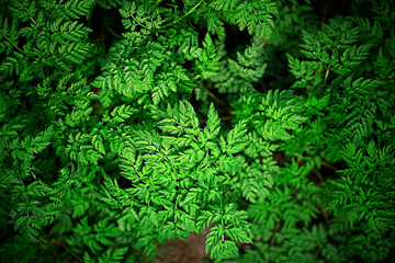 green grass leaves top view wild field / summer in the jungle, forest grass abstract view, background