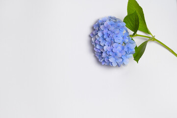 There is a purple hydrangea on a white background