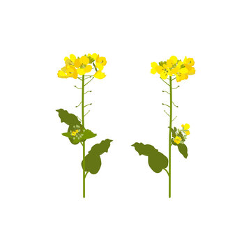 Rapeseed flowers on a white isolated background.