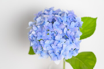 There is a purple hydrangea on a white background