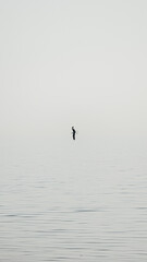 Seagull