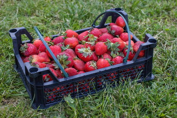 Strawberry crop in the box