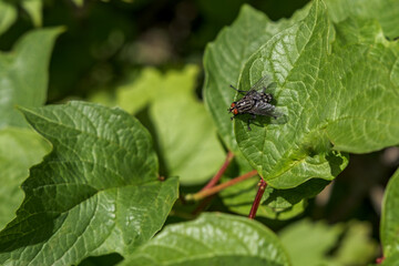 A large black fly with red eyes sits on a green leaf of a common viburnum bush.