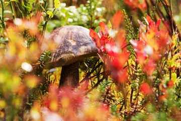 Bolete fungus, Leccinum variicolor in the middle of colorful shrubs during an autumn foliage in taiga forest near Kuusamo, Northern Finland. 