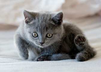 Cute blue british shorthair kitten plays in decor paper. Selective soft focus.