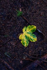 Yellow leaf on the ground in the forest