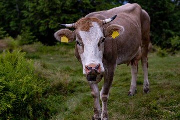 Naklejka na ściany i meble cow grazing in the valley