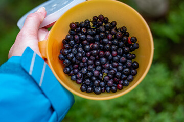 blueberries in a bowl harvested the Carpathian forest