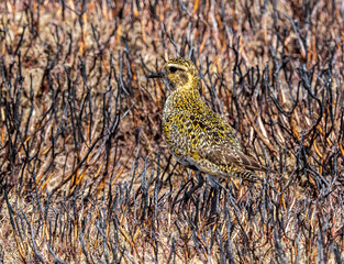 Juvenile Golden Plover (pluvialis apricaria) hiding in the burnt heather.  Ilkley moor.  Yorkshire