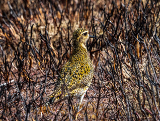 Juvenile Golden Plover (pluvialis apricaria) hiding in the burnt heather.  Ilkley moor.  Yorkshire