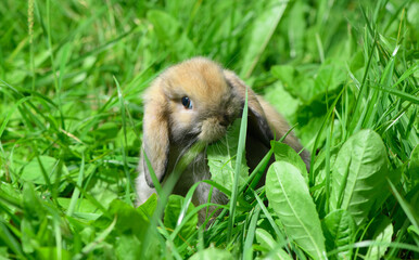 The funny young rabbit is eating the dandelion leaf in the grass.