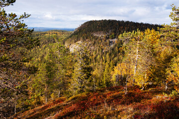 A view to autumnal hillside covered with taiga forest during fall foliage near Kuusamo in Northern Finland. 