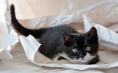 Cute bicolor british shorthair kitten plays in decor paper. Selective soft focus. black and white cat