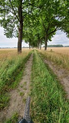 path in the field