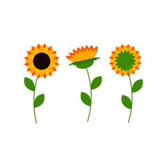 This is sunflowers isolated on white background. Vector flower set.
