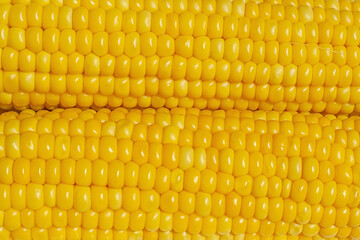 Boiled corn on the cob fresh crispy closeup. Blank background for design.