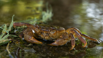 crab enjoy relaxing sitting in the water
