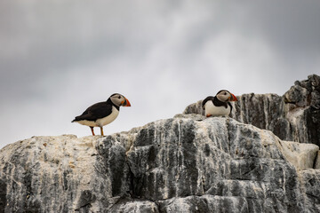Puffin looking for food