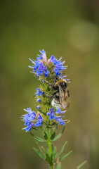 très belle abeille en train de butinée prise depuis un nikon d4s en mois de juin dans un parc de bourgogne 