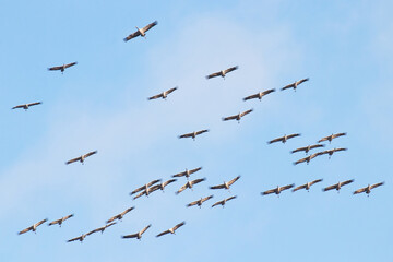 A large flock of Common cranes, Grus grus, flying during spring migration in Estonian nature.