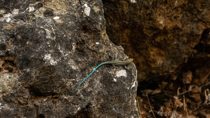 blue-tailed skink sitting on a rock, summer day