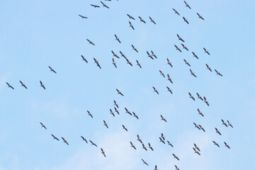 A large flock of Common cranes, Grus grus, flying during spring migration in Estonian nature.
